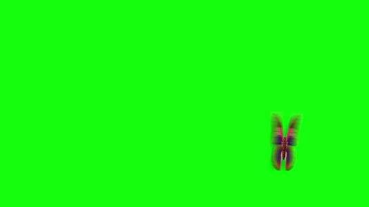 蝴蝶在绿色背景下飞行和着陆视频的预览图