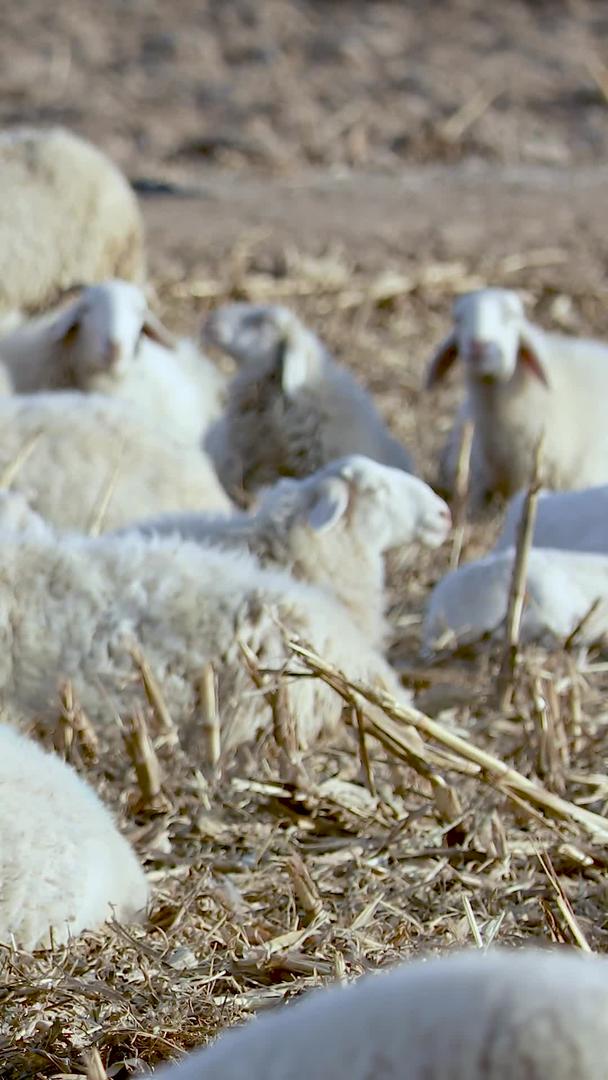 从多个角度拍摄微风中麦田吃草的羊群素材视频的预览图