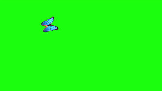 4k4096x2304蝴蝶飞行和着陆视频的预览图