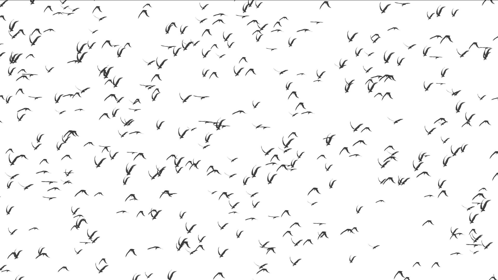 鸟儿在白色背景下飞行视频的预览图