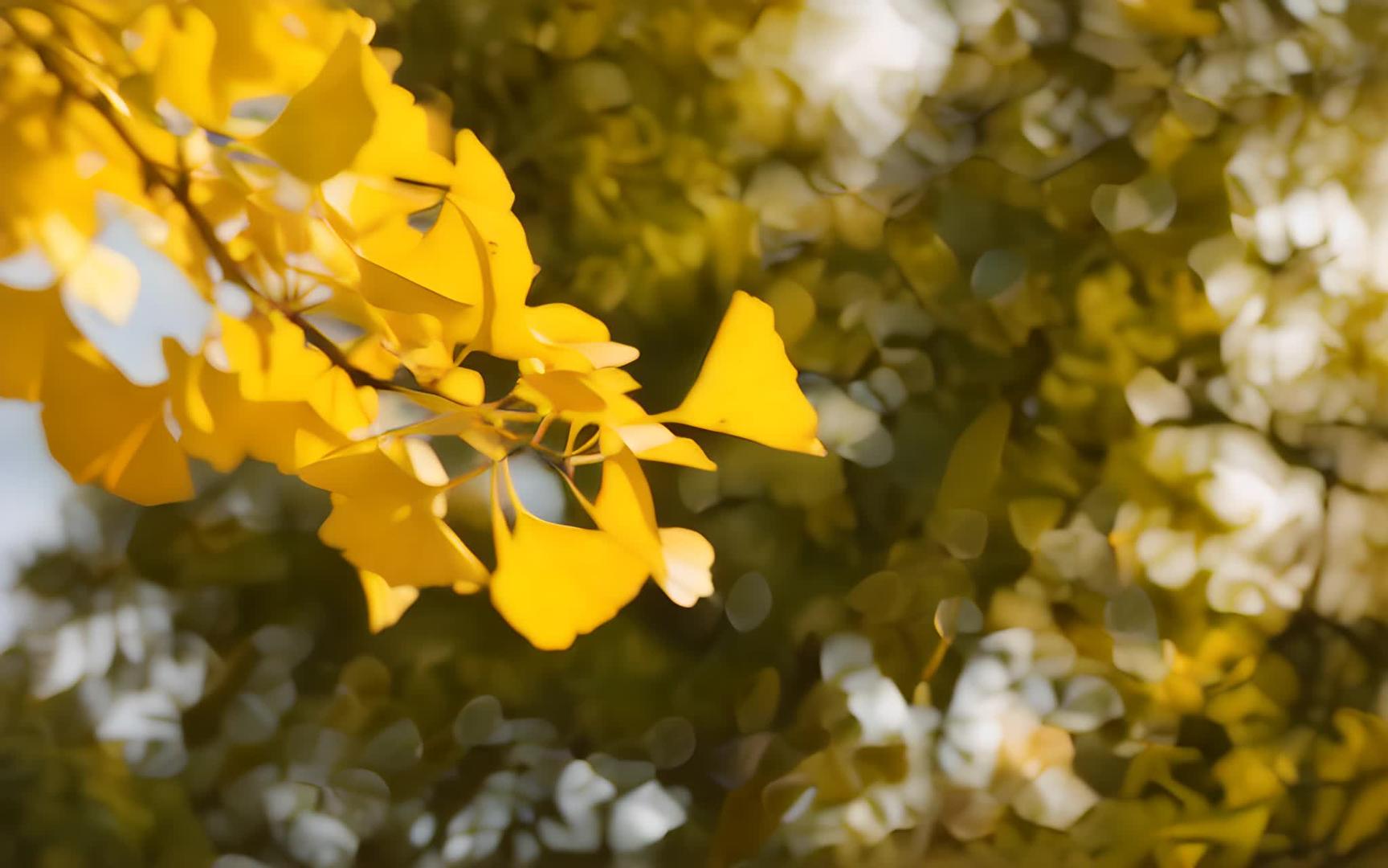 银杏叶在秋天视频的预览图