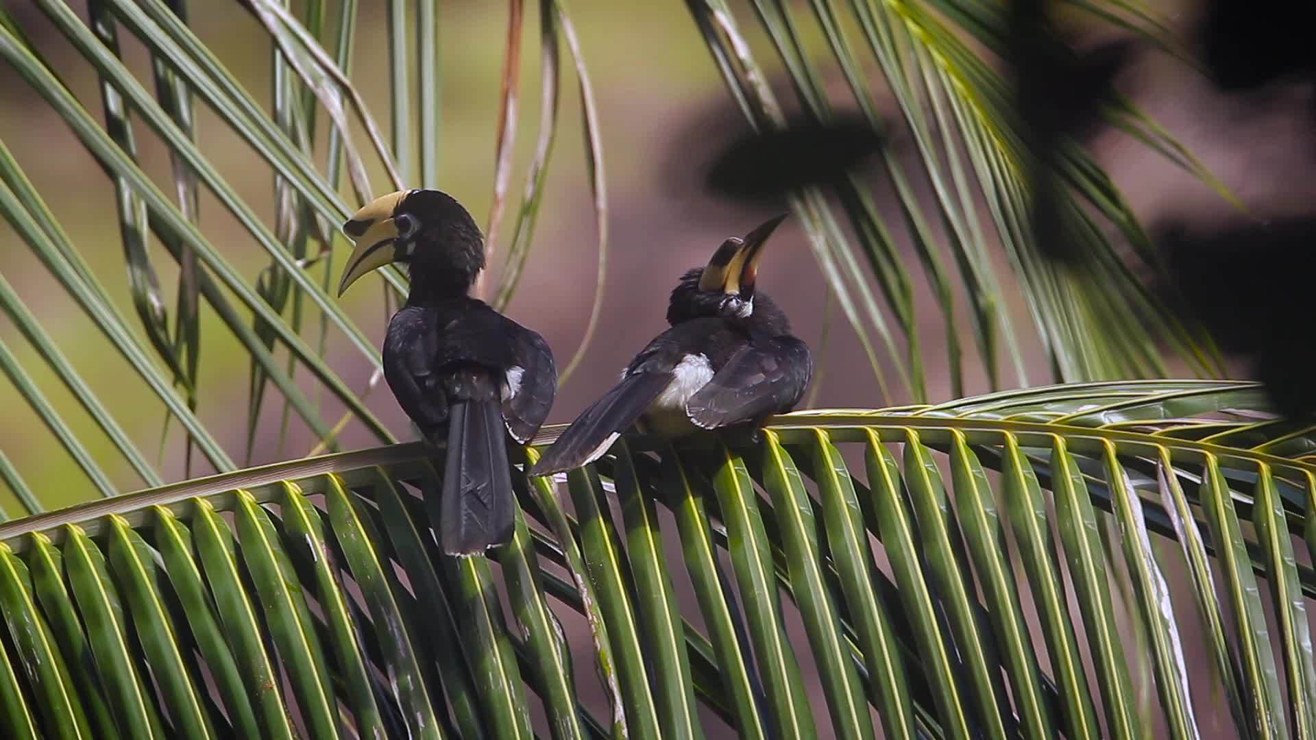 塔胡陶国家公园泰河东派角视频的预览图