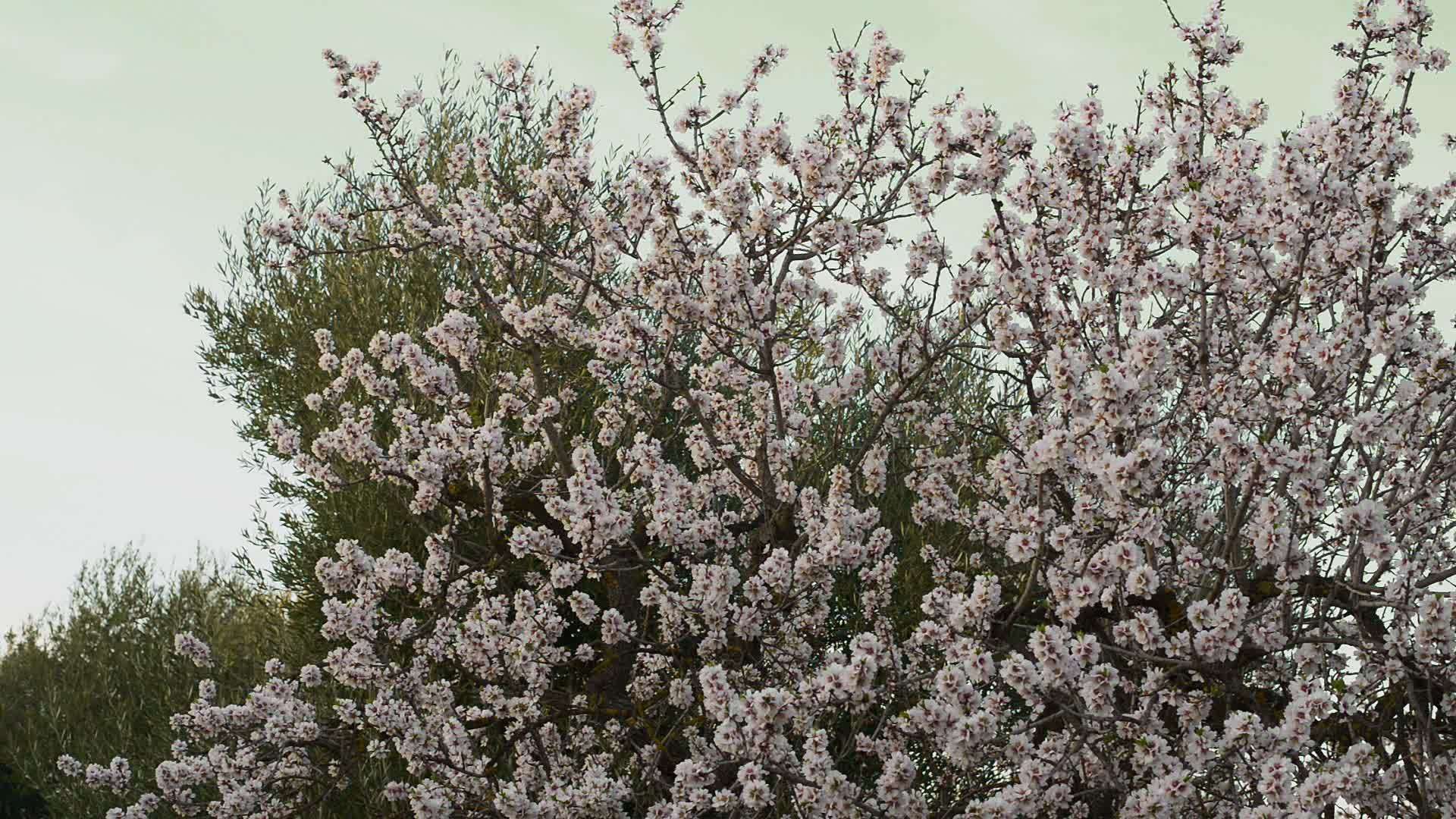 杏仁树在普格利亚农村盛开视频的预览图