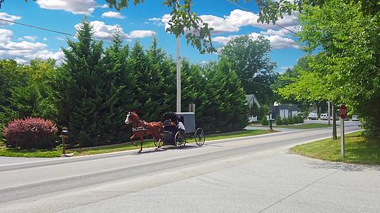 在阳光明媚的夏天阿米什马和虫马在乡间公路上漫步视频的预览图