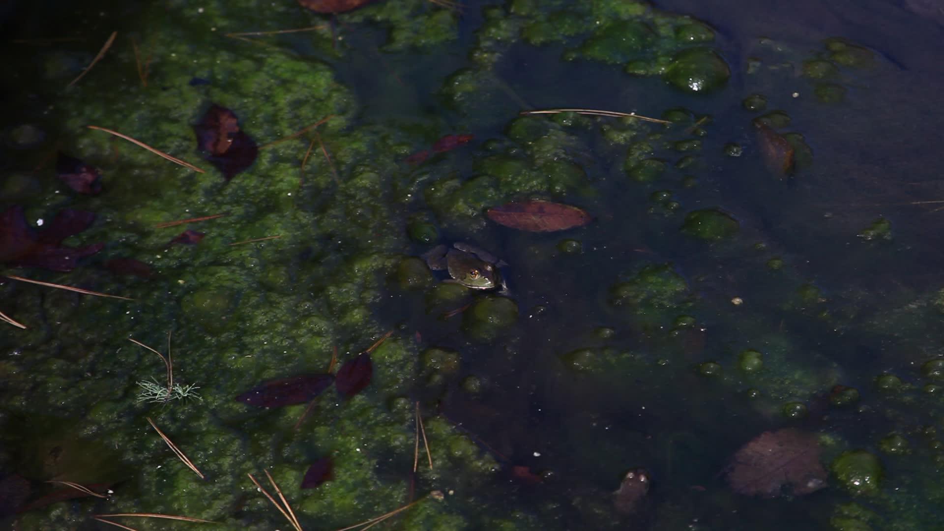 青蛙苔视频的预览图