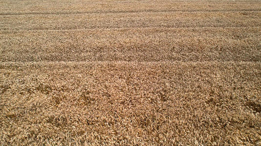 4K航拍农田农业小麦麦子大片麦田视频的预览图