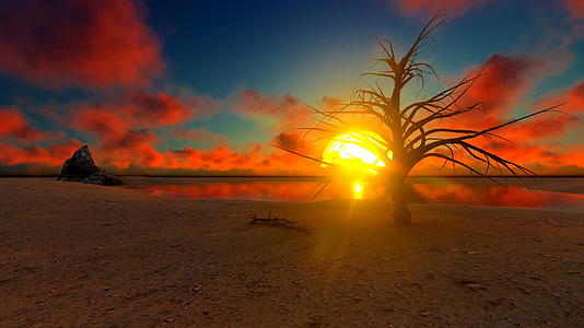 沙漠日落时枯树视频的预览图