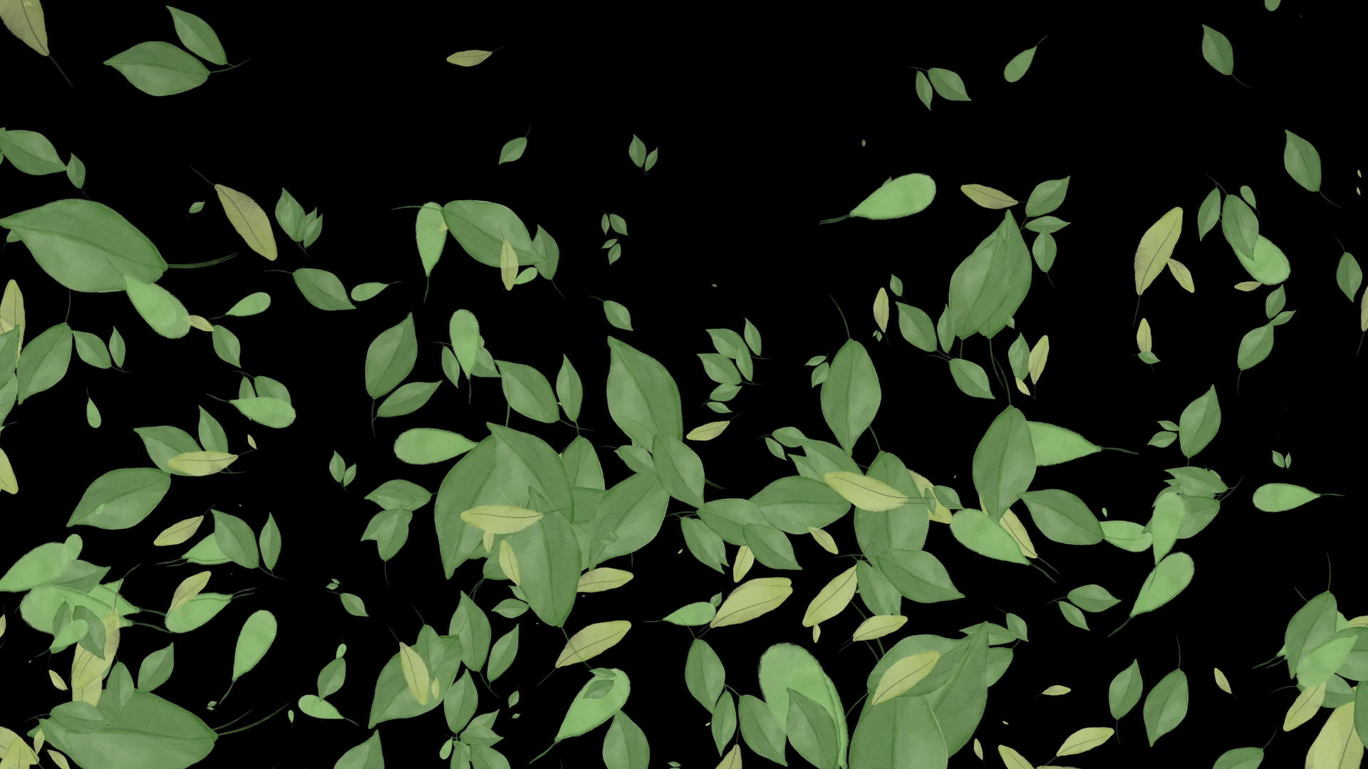 叶子的动画落在黑色背景上视频的预览图