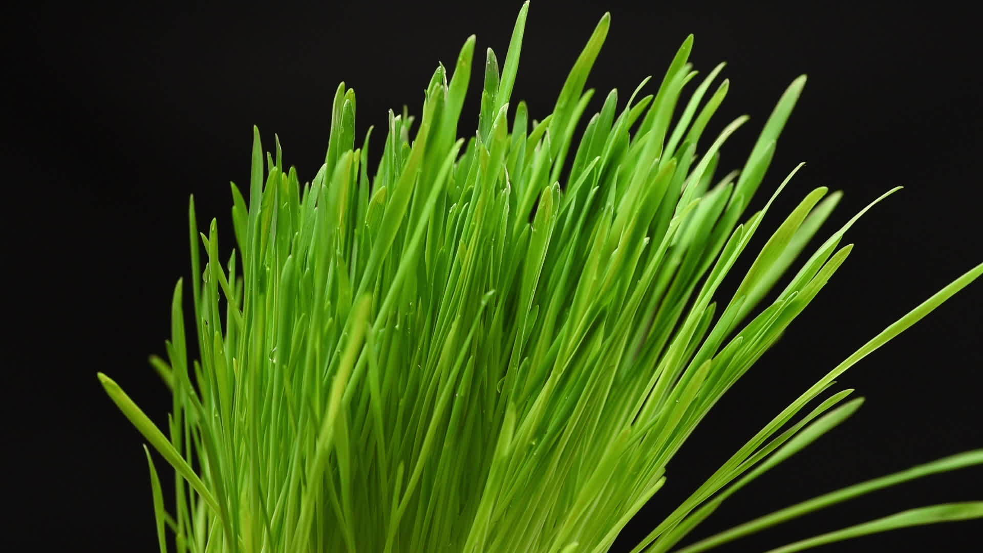 黑色背景下长长的绿芽落在水滴上视频的预览图