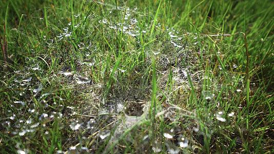 露水蜘蛛网在草绿色封闭草地背景上的宏观水滴清晨草地上的水滴视频的预览图