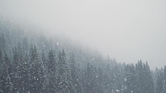 冬季森林下雪的背景视频的预览图
