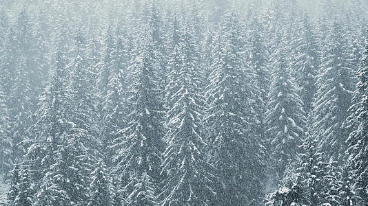 冬季森林下雪的背景视频的预览图