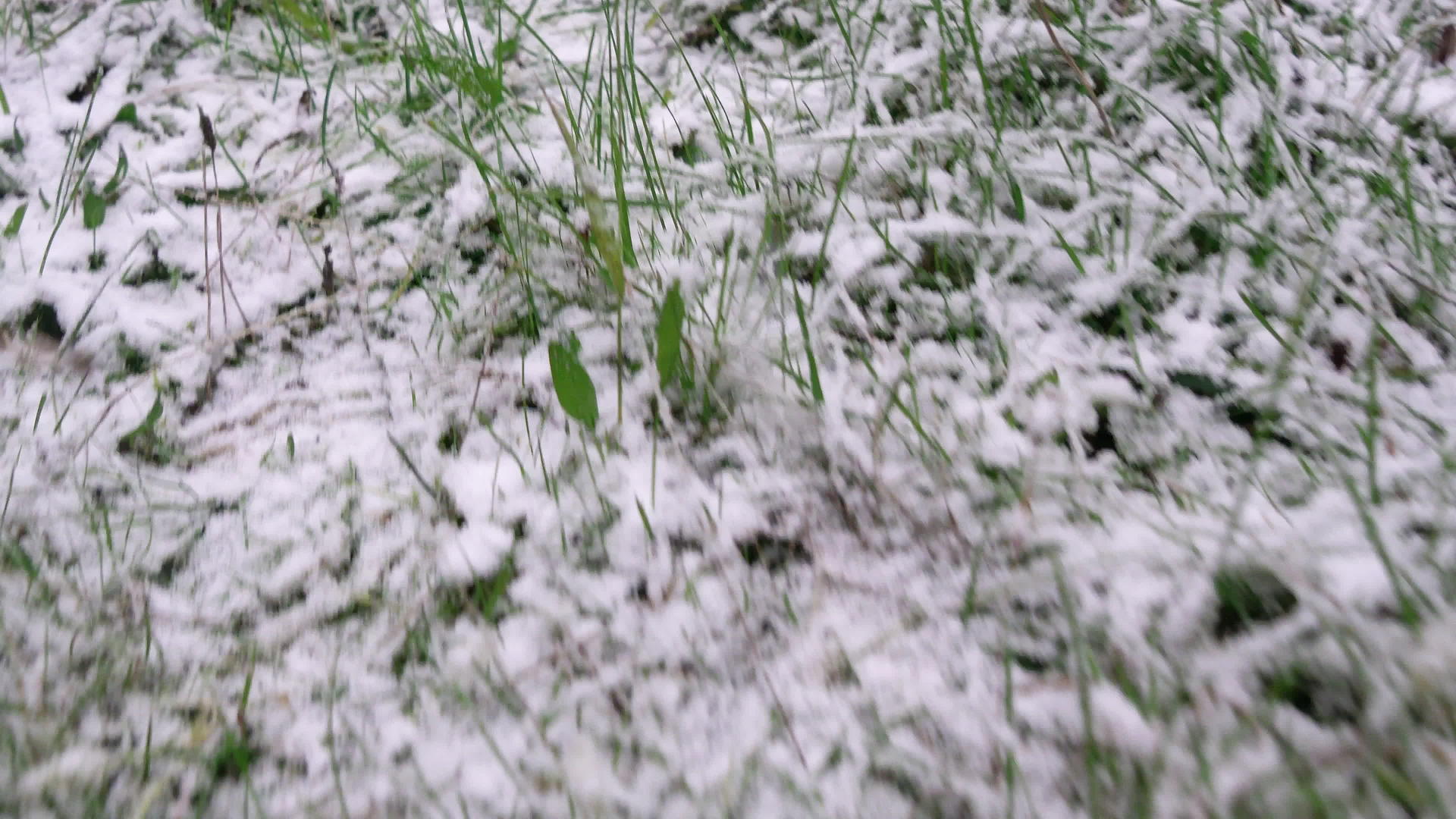 下雪视频的预览图