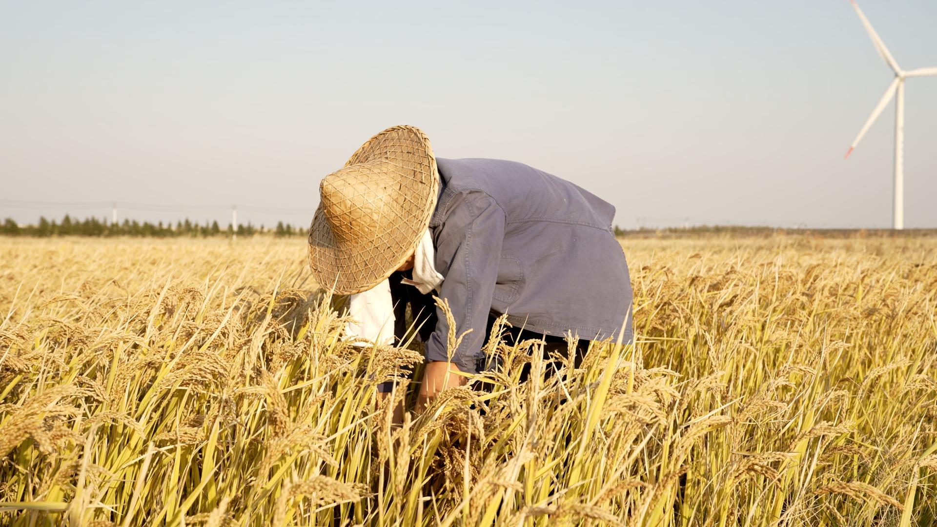 割水稻喜悦的农民视频的预览图