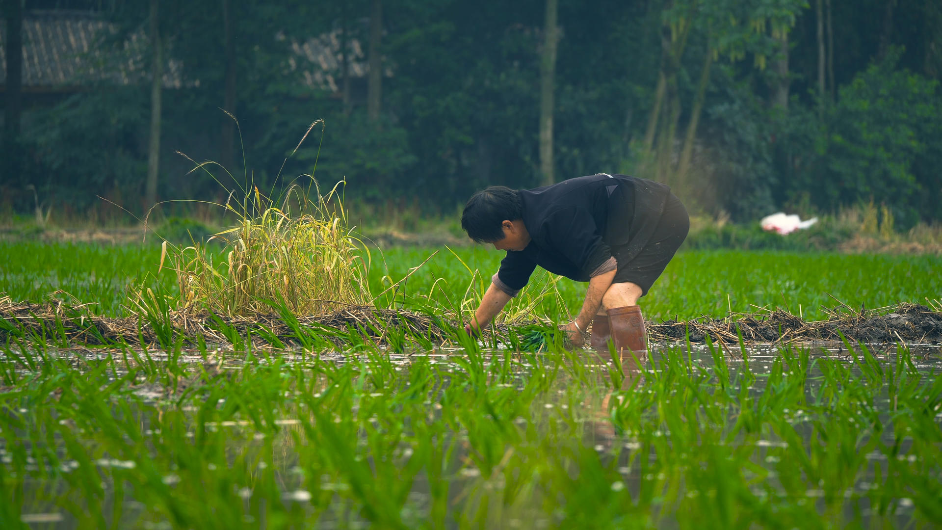4k农民种植水稻视频的预览图