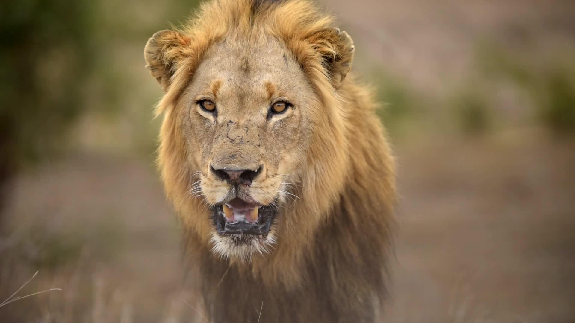 雄狮在荒野中拍摄视频的预览图