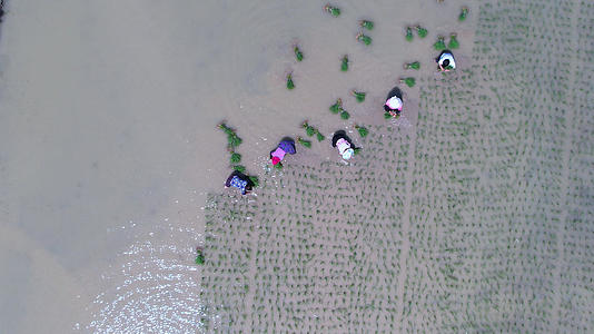 4K航拍夏日炎热正午农民在田里辛苦插秧视频的预览图