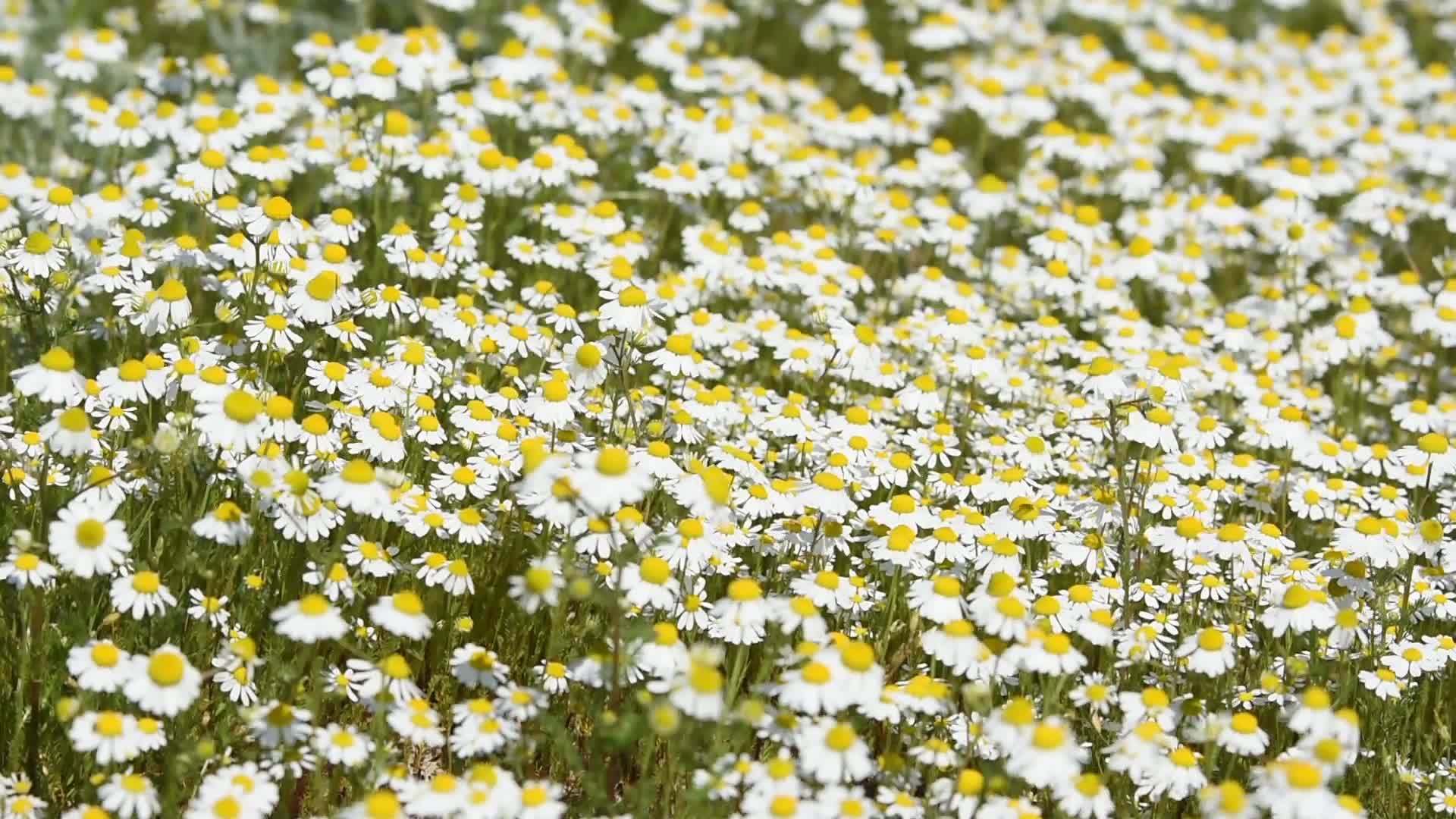 春天的春天草地上满是甘菊视频的预览图