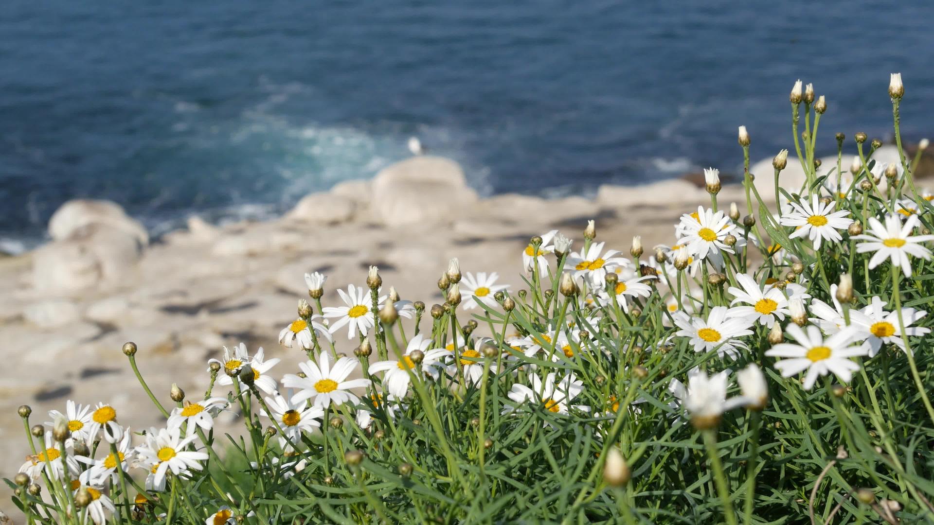 北极悬崖上的野花在靠近水边的水边开花视频的预览图