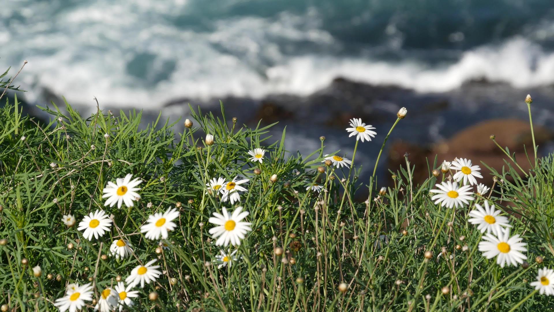北极悬崖上的野花在靠近水边的水边开花视频的预览图