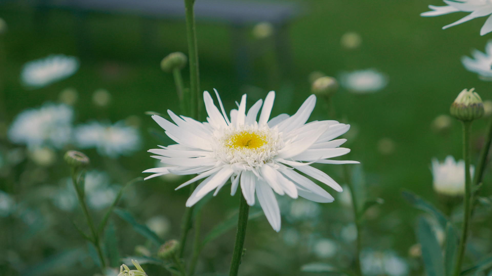 盛开的白色雏菊视频的预览图
