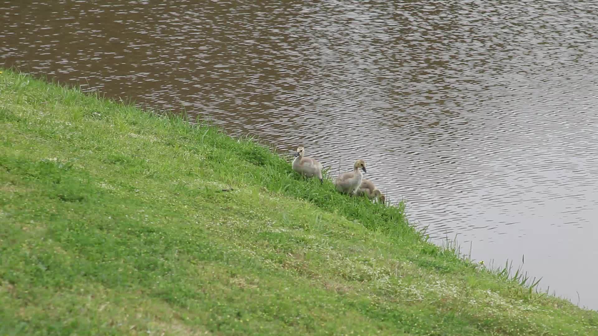 幼鹅通过池塘喂养视频的预览图