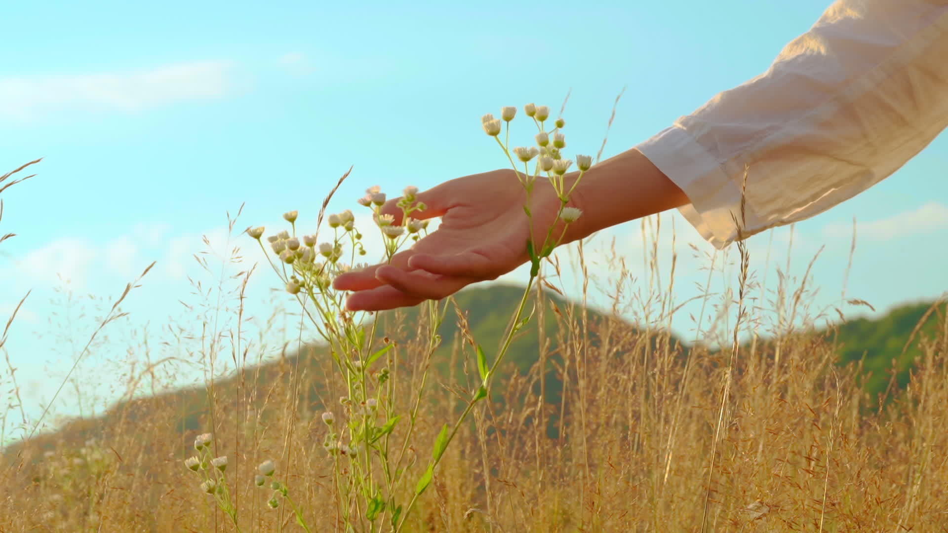 女士用手触摸白色的花朵视频的预览图