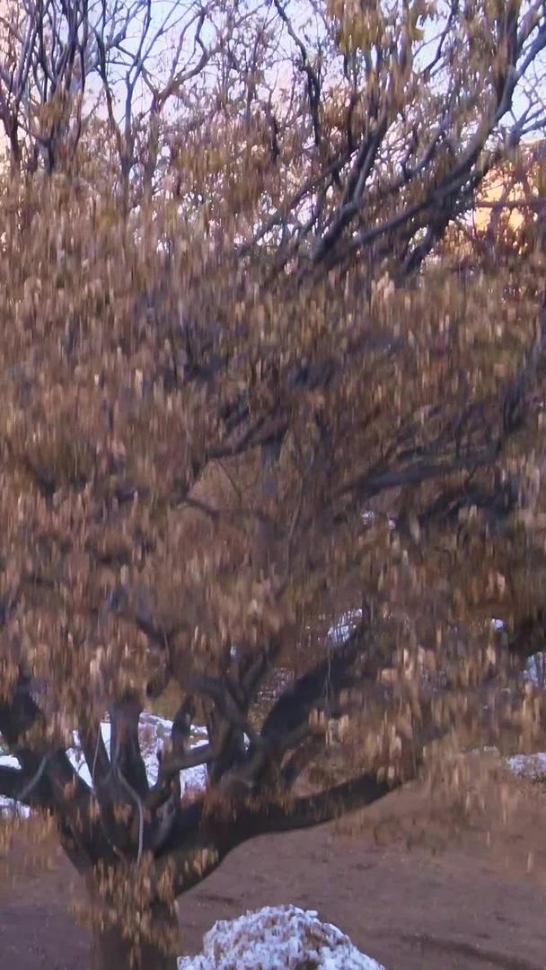 唯美航拍沈阳盛京城彩电塔冬季雪景视频的预览图