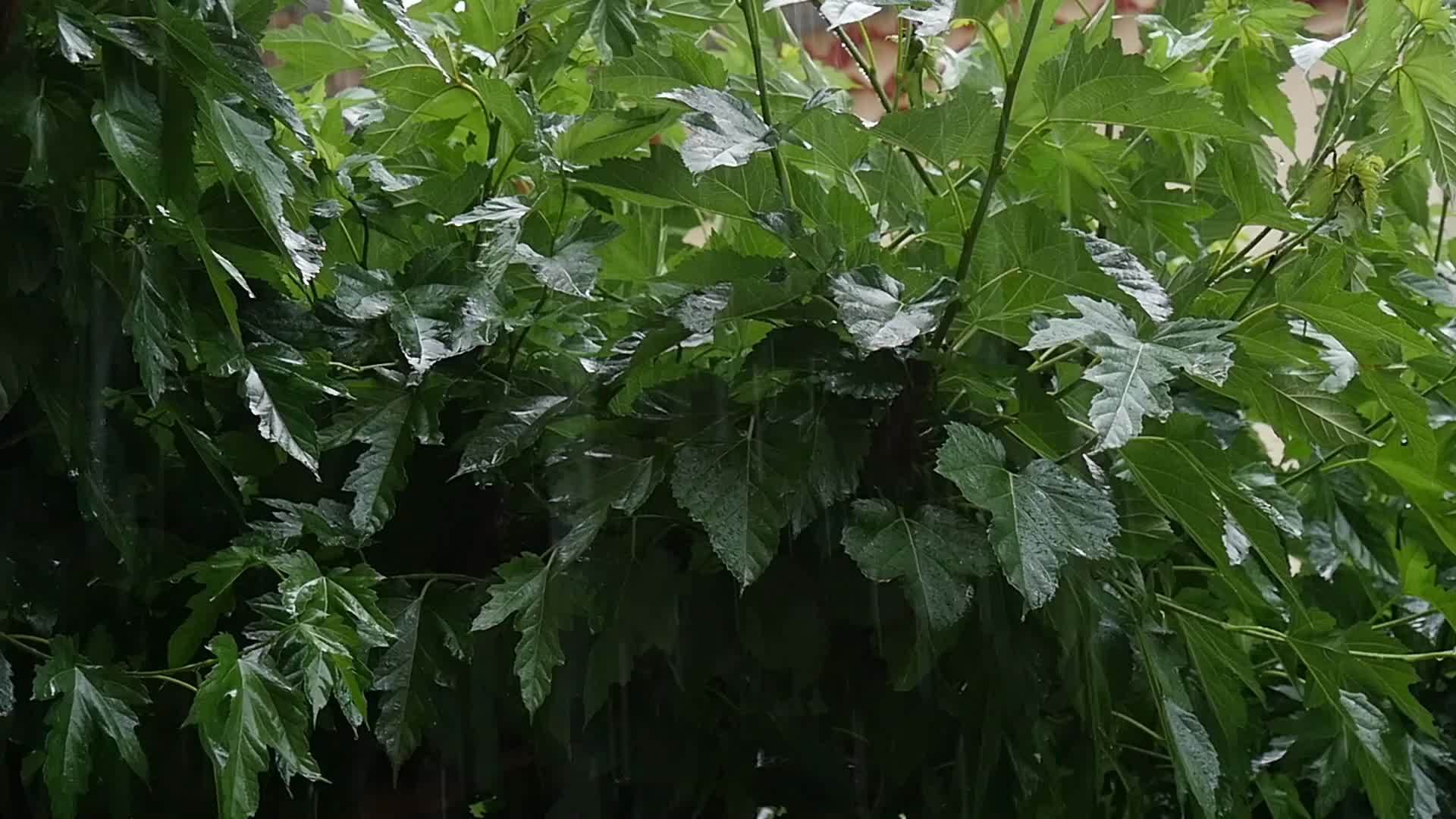 在雨水中视频的预览图