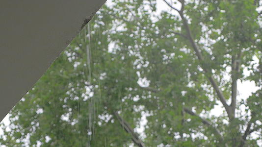夏雨和绿树视频的预览图