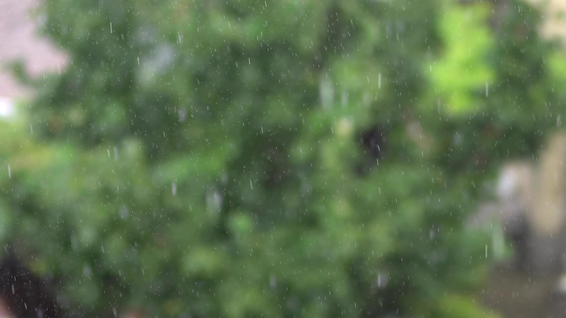 森林里的大雨视频的预览图
