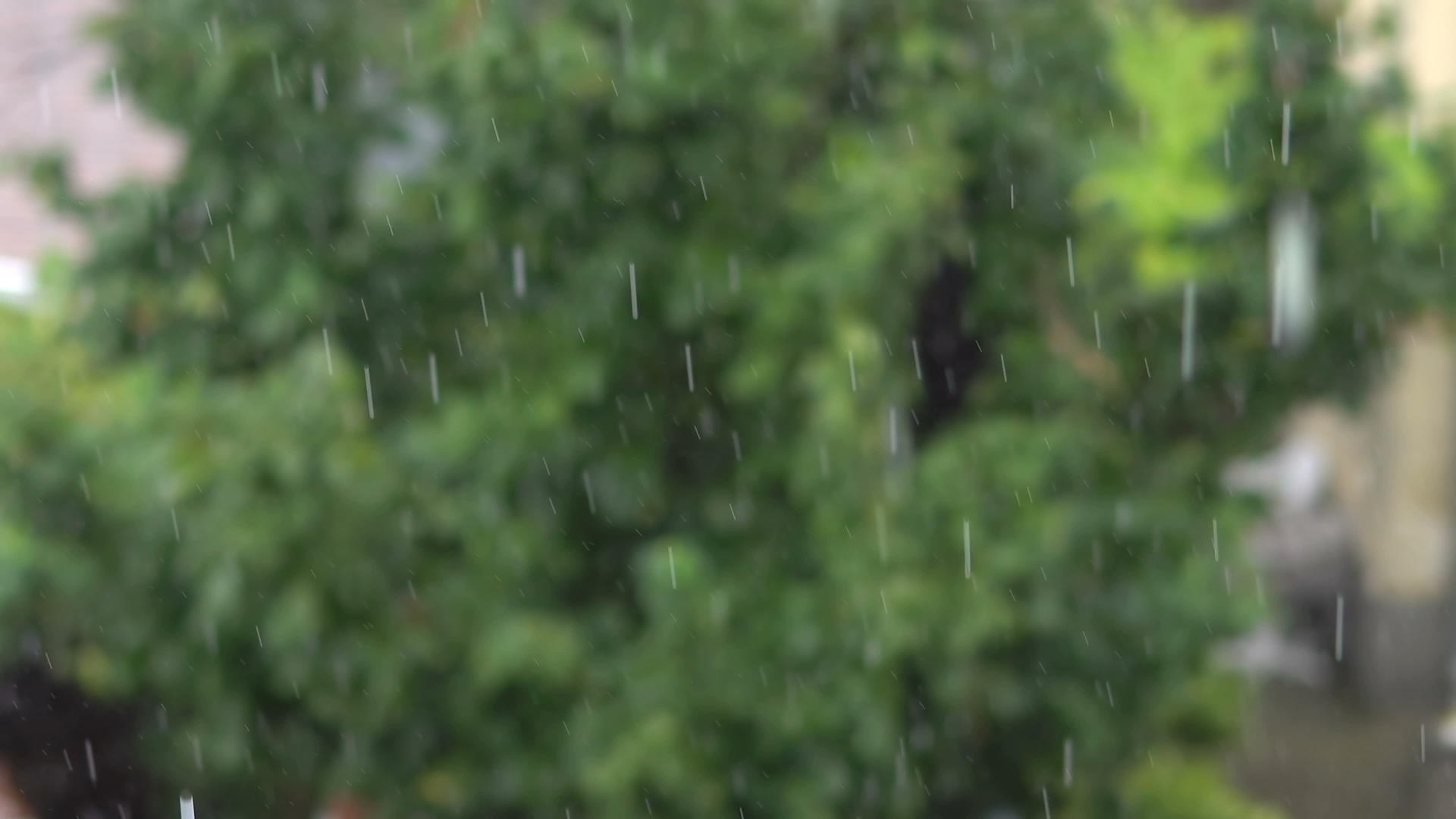 森林中雨自然的概念视频的预览图