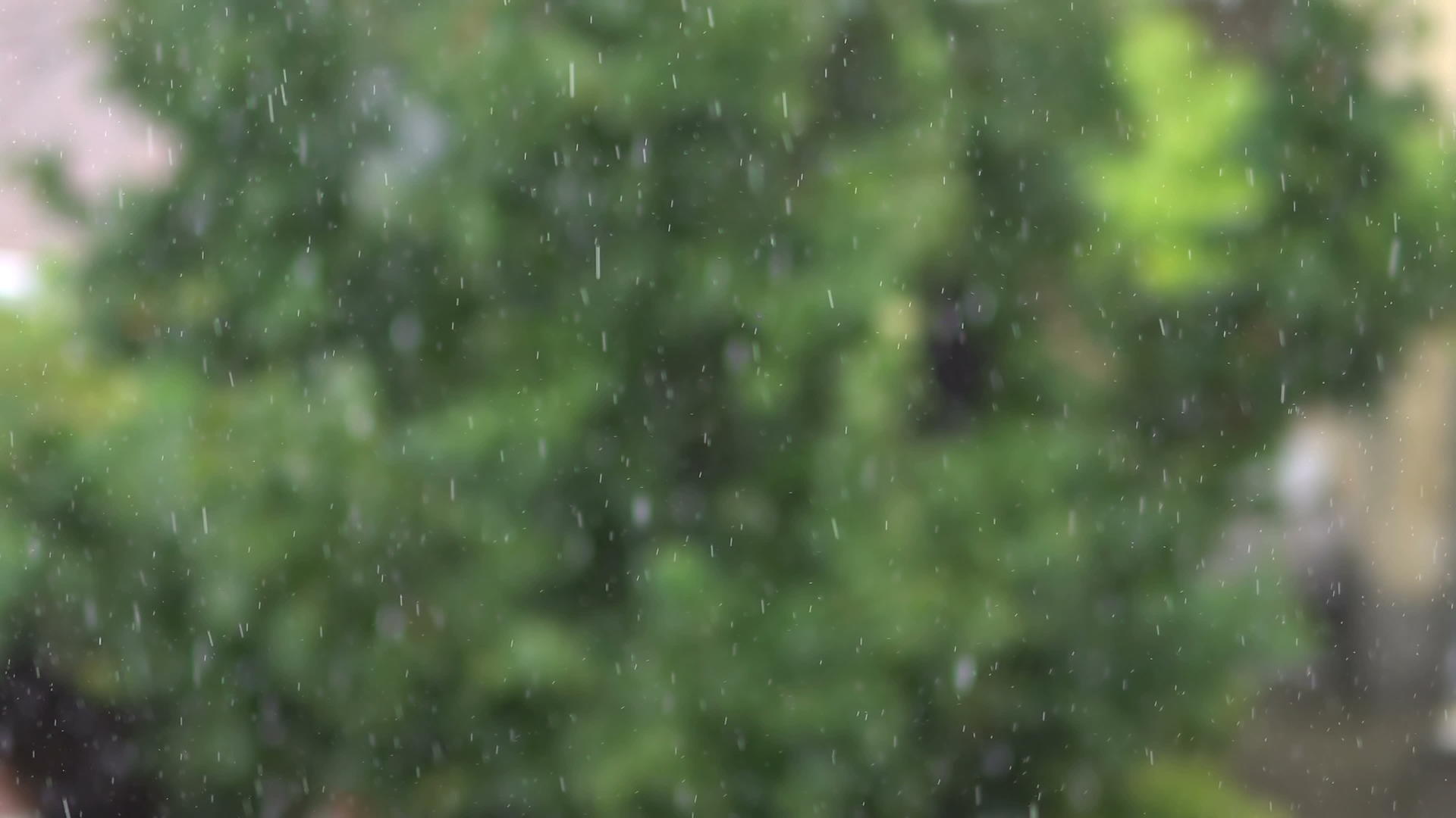 花园里的树木下着大雨视频的预览图