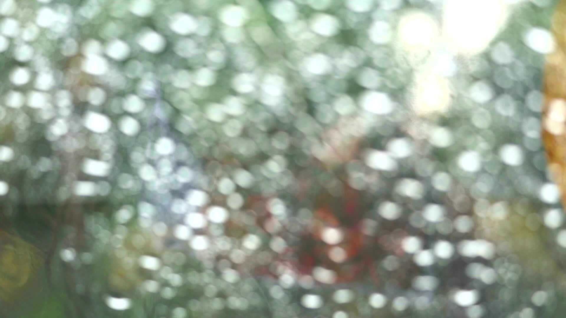 在公园的树上照着模糊的雨滴视频的预览图