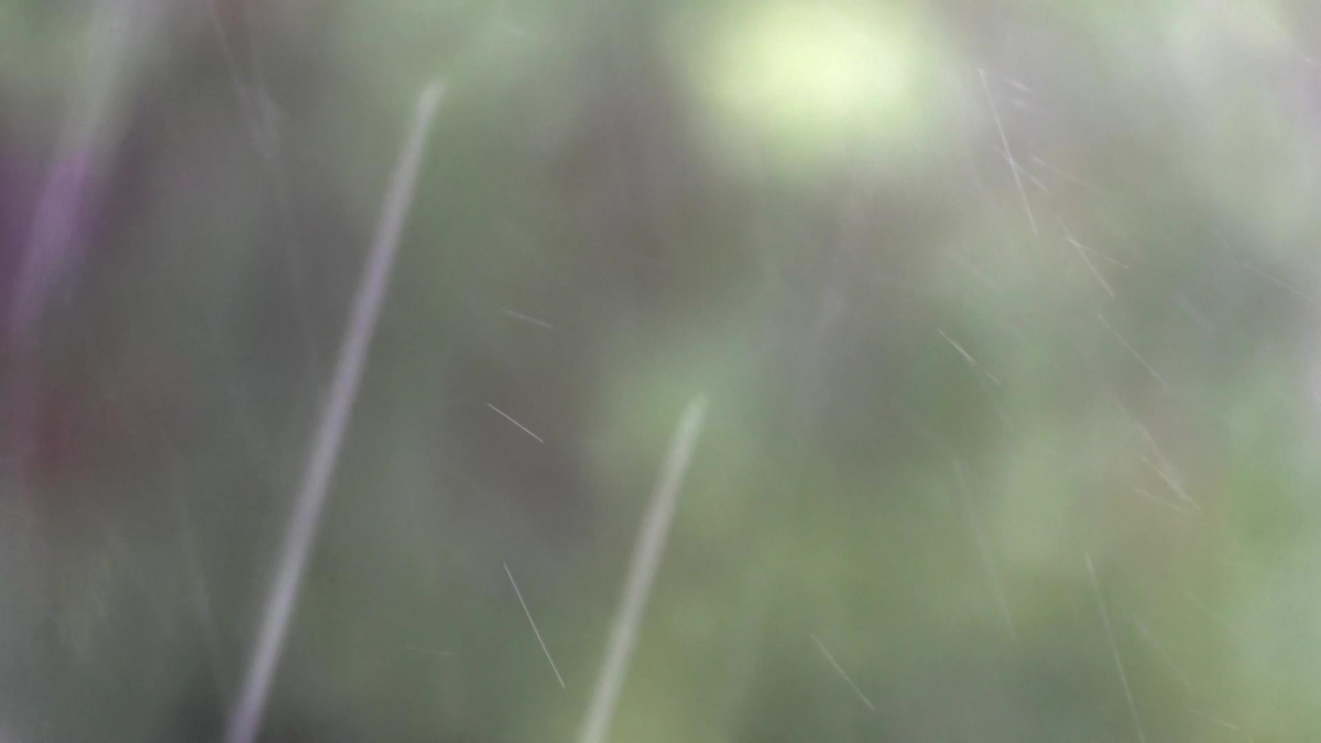 选择性地关注自然绿色背景下的雨滴下降视频的预览图