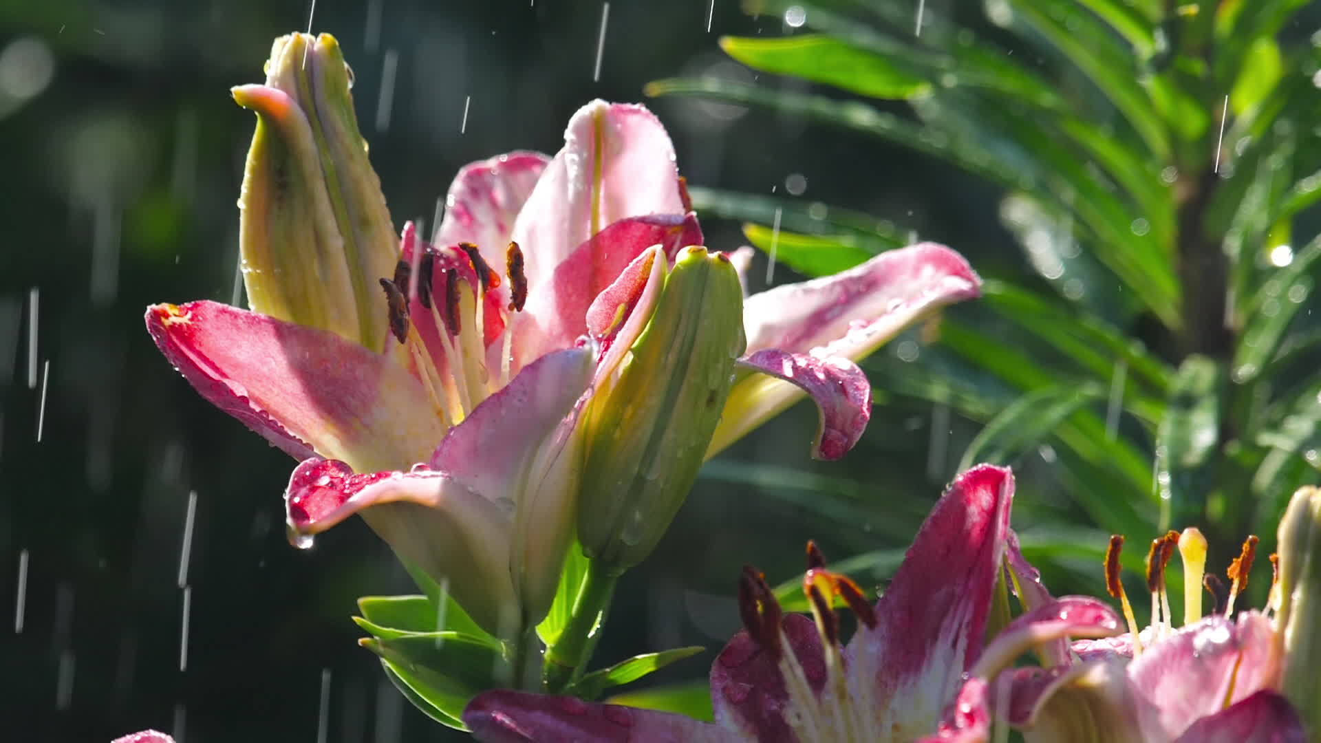粉红百合花在雨中视频的预览图