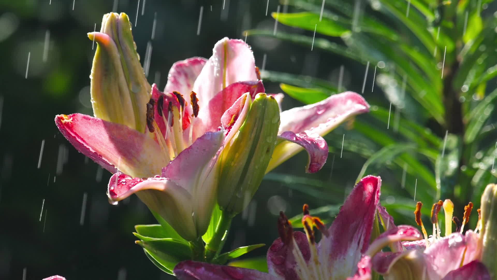 粉红百合花在雨中视频的预览图