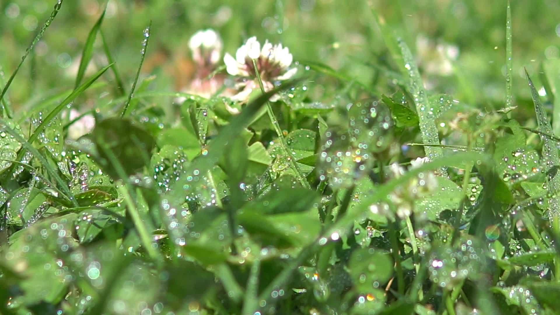 下雨时落在草地上视频的预览图