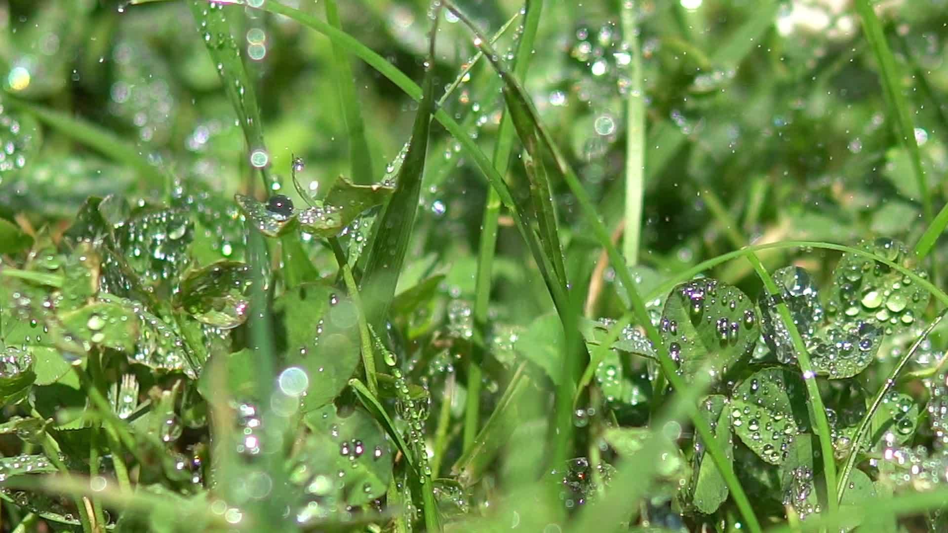 草地正在下雨草地正在下雨视频的预览图