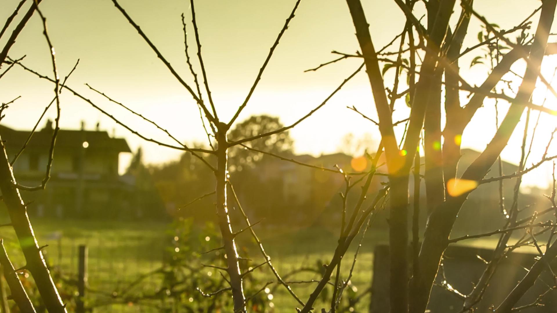 日落和雨中的树枝视频的预览图