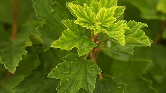 叶子上有雨滴的绿色灌溉视频的预览图