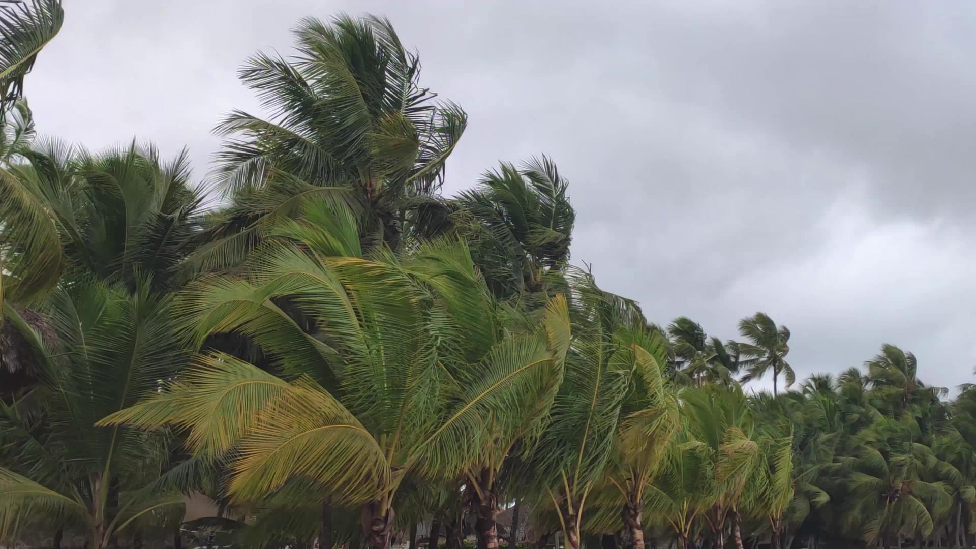 有风雨的棕榈树视频的预览图