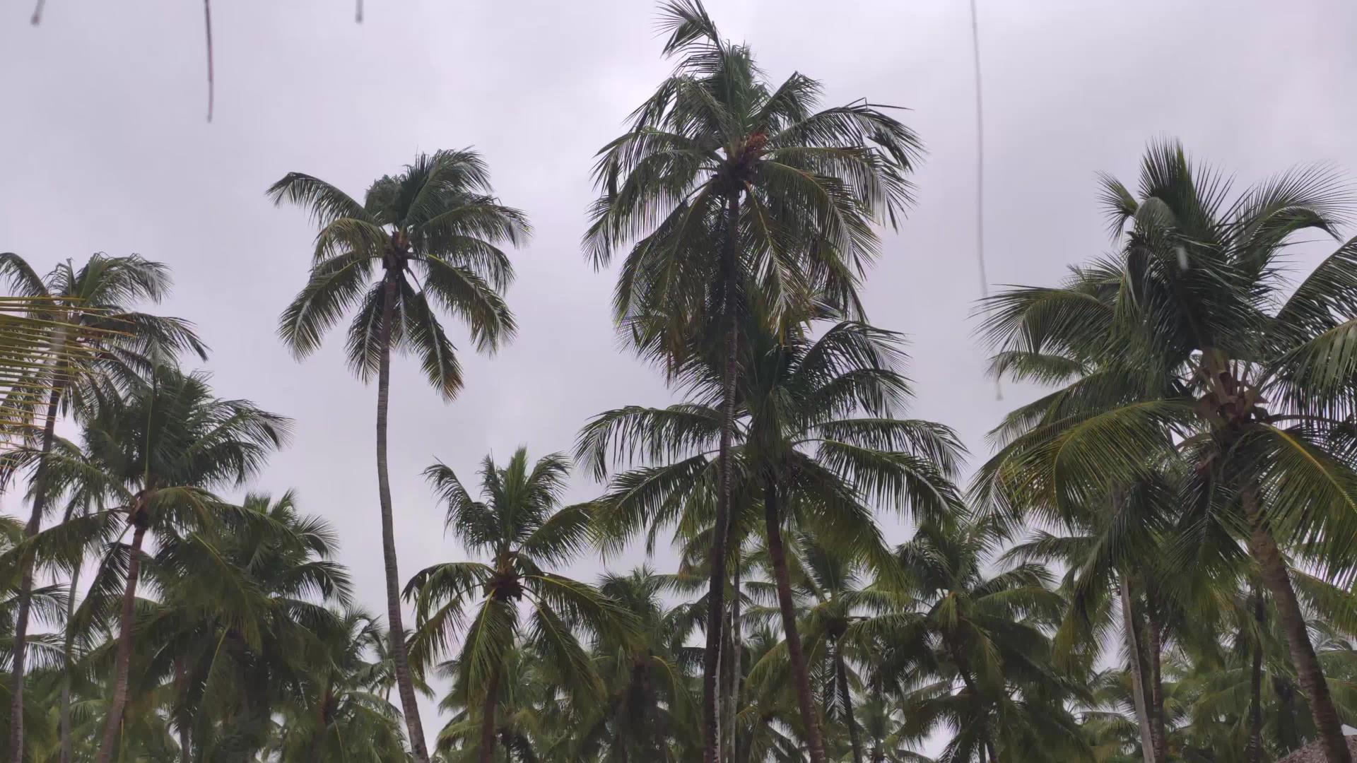 棕榈树2有风雨视频的预览图