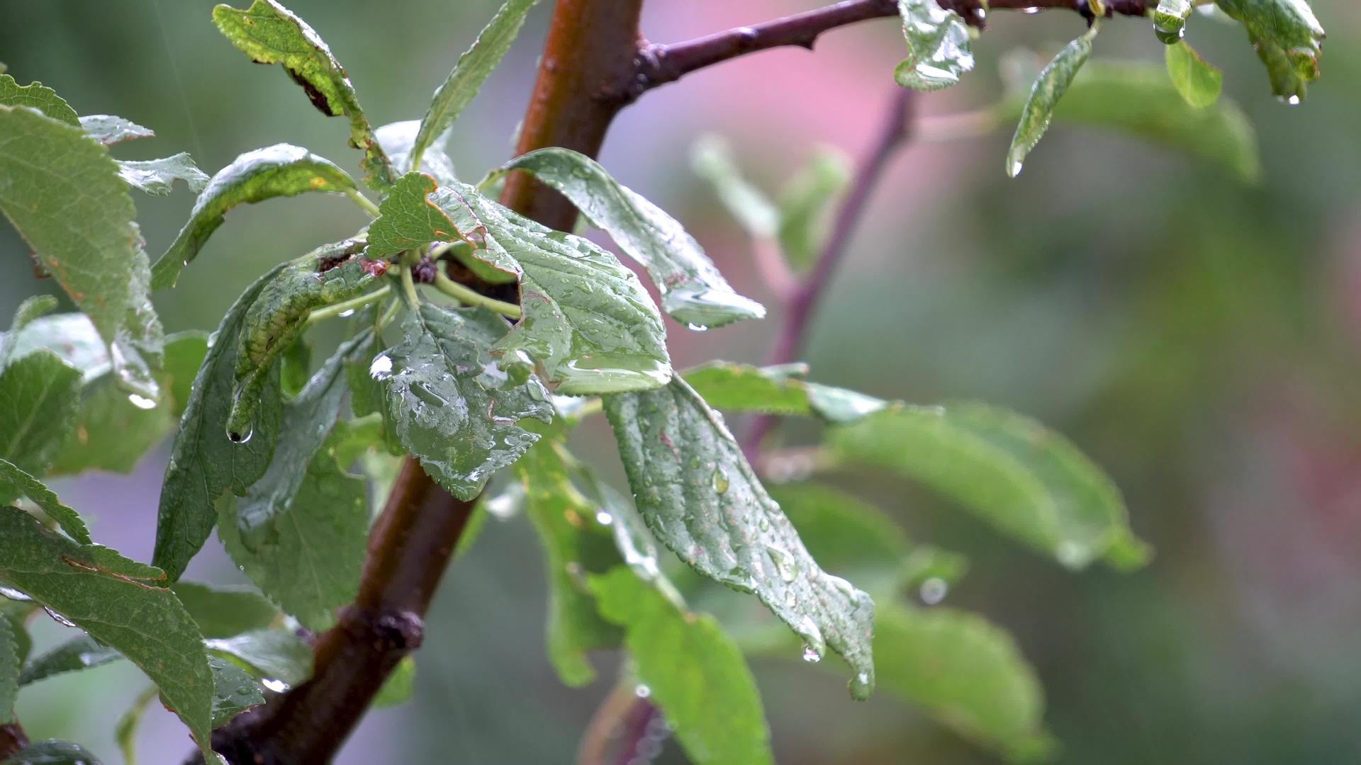 雨滴落在树叶上视频的预览图