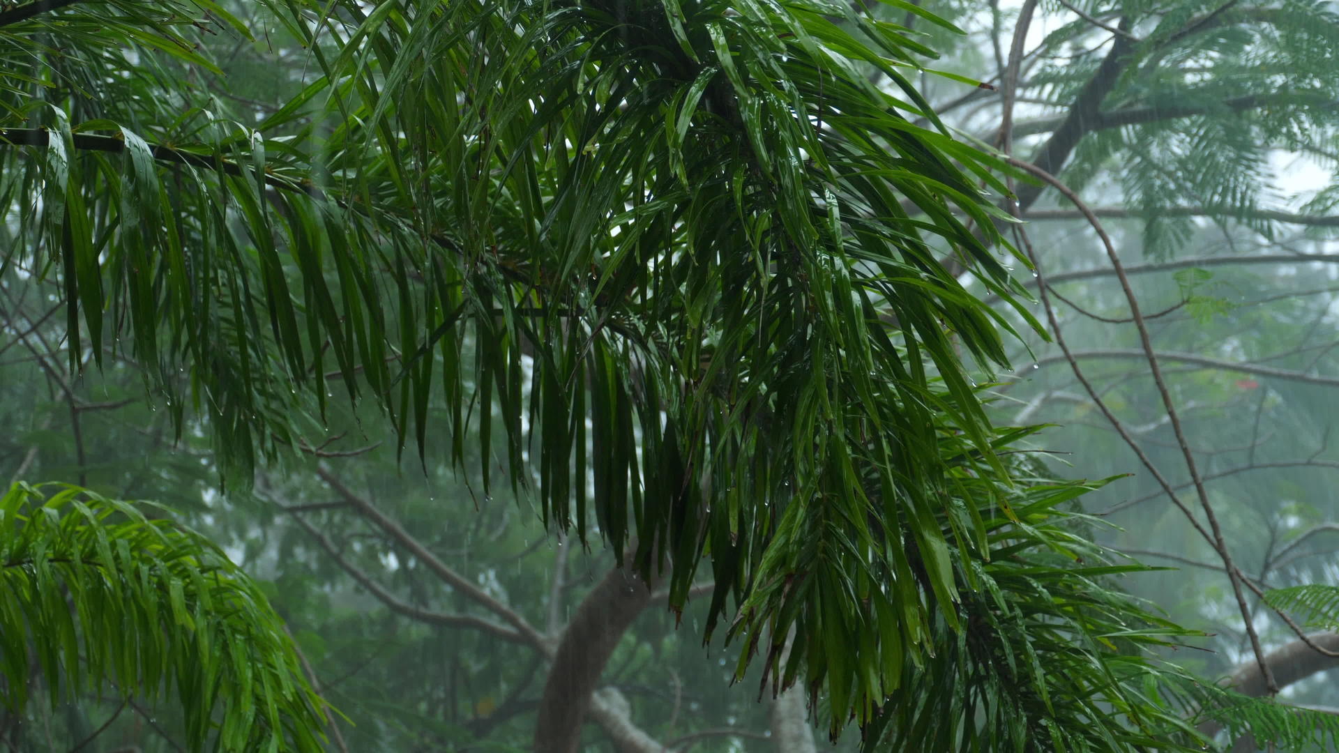室外热带暴雨视频的预览图