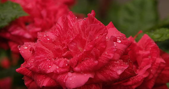 雨后看着红玫瑰滴水视频的预览图