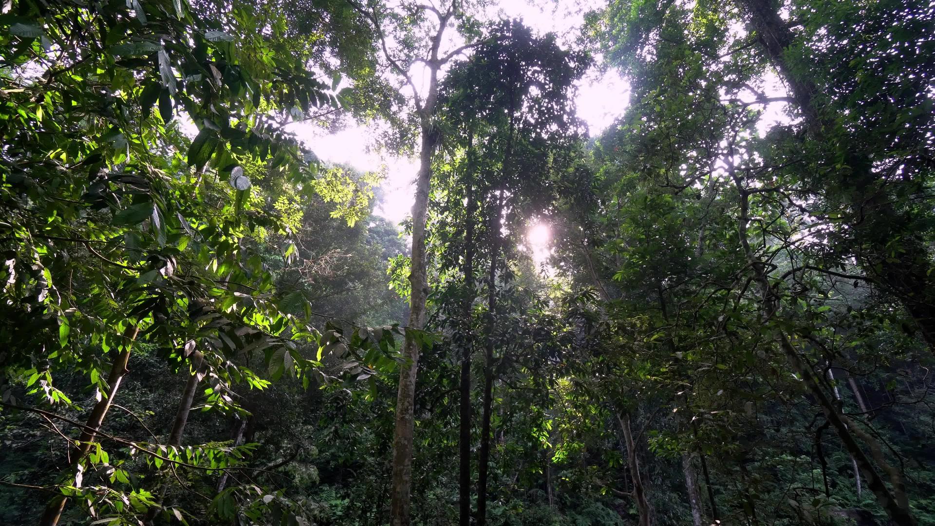 横扫马来西亚热带雨林视频的预览图