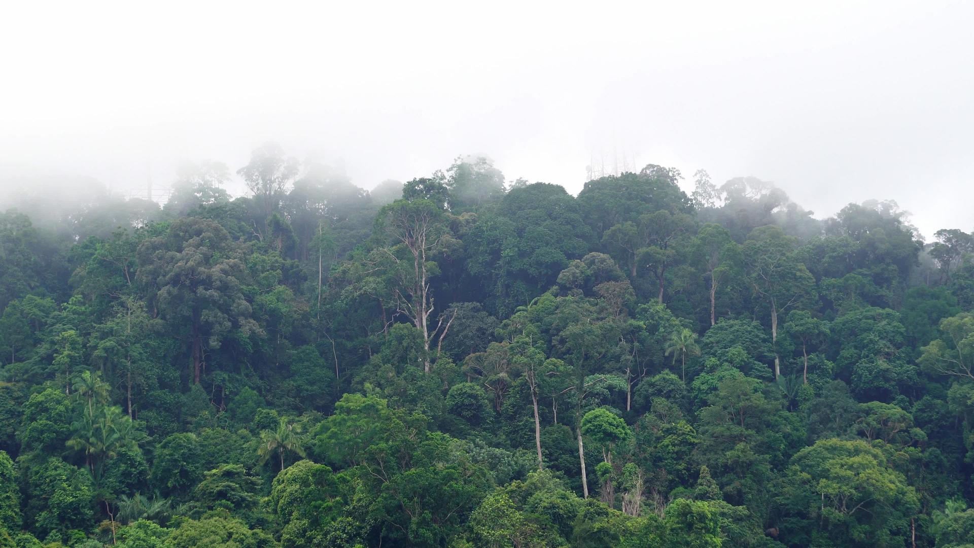 马来西亚雾中雨林视频的预览图