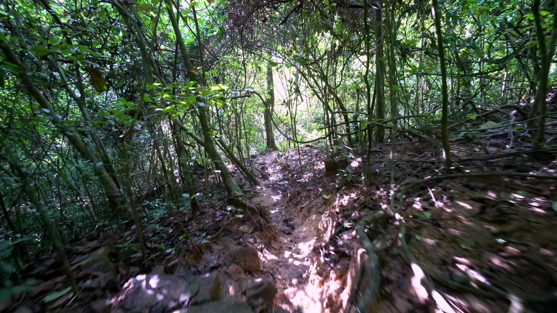在绿色雨林中探索第一个视角视频的预览图