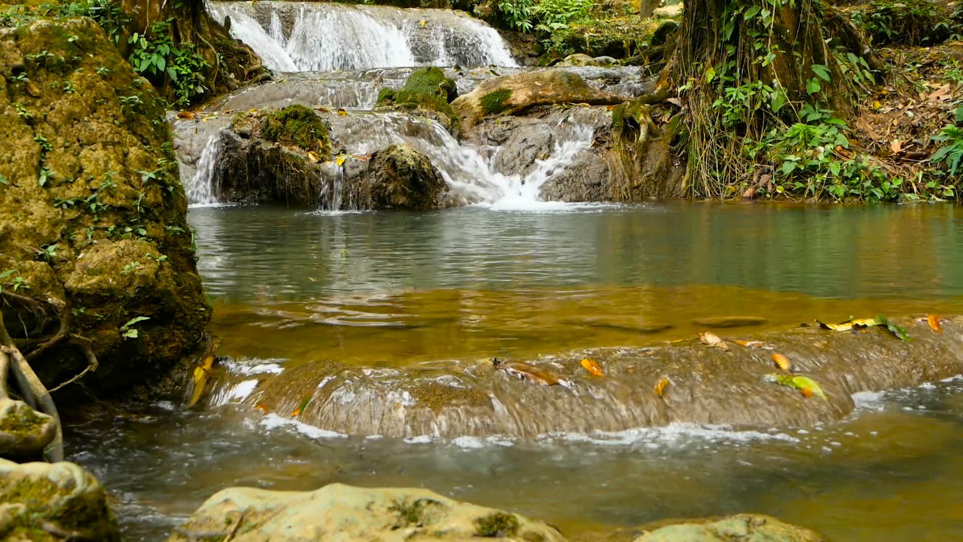 清澈的水流入热带雨林视频的预览图